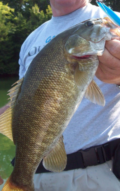 Salmon Anglers Call for Eradication of Smallmouths.png