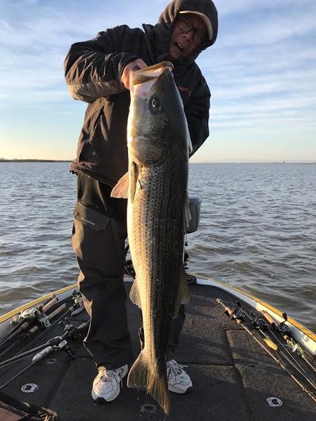 Delta Striper Report This Week Feb 1.jpg