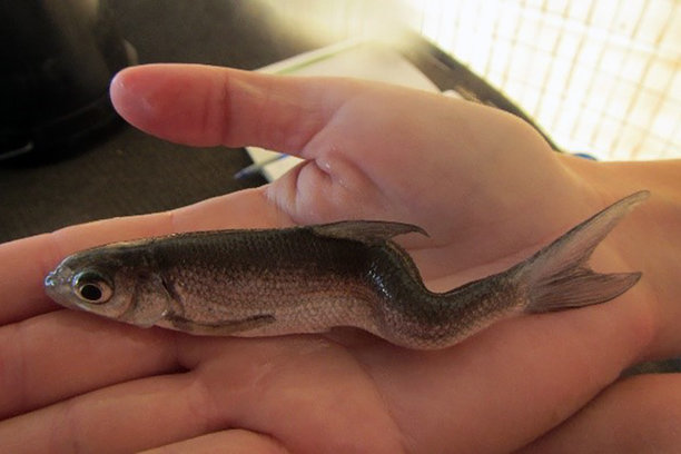 Deformities in Sacramento-San Joaquin Delta Fish.jpg