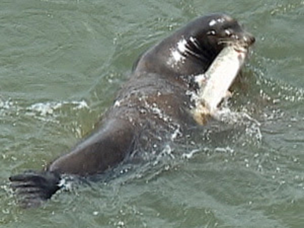 Update on the program that killed sea lions preying on chrome fish.png