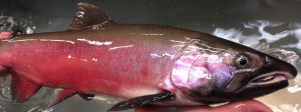 Strategic plan to prioritize salmon restoration.png