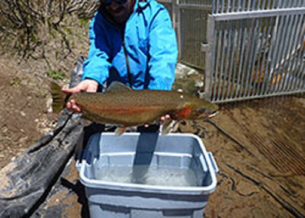 California native fish biologists knocked for a loop.jpg