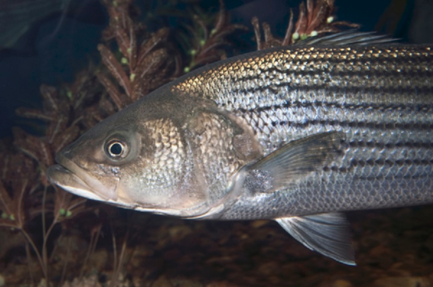 Pollution, Overfishing for Striped Bass.png