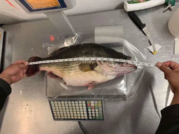 New Record for South Dakota Largemouth Caught.png