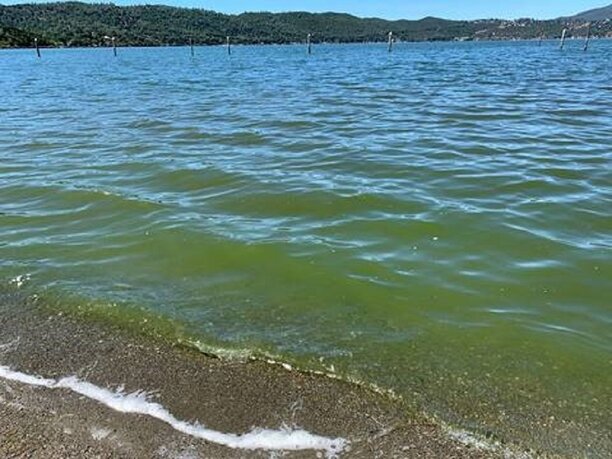 Cyano Austin Park 29 Clear Lake Sites Tested For Cyanobacteria, “Elevated” Levels of Cyanotoxin Near Austin Park.jpg