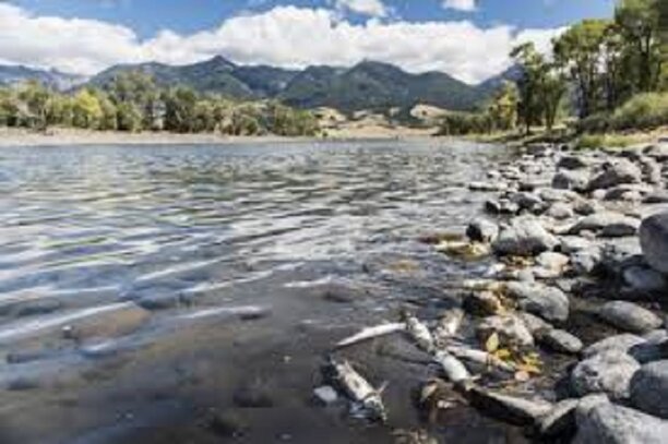 100s of dead fish in yellowstone.jpg