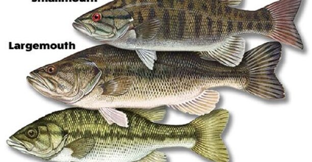 Best Black Bass Memories of Gary Dobyns.jpg