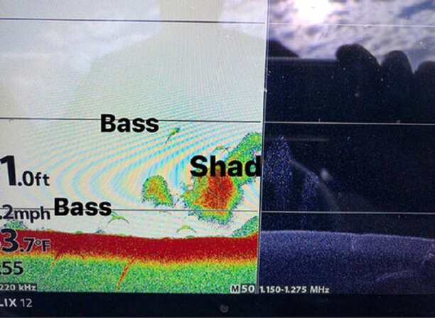 shad schools also guarantees packs of aggressive bass.jpg