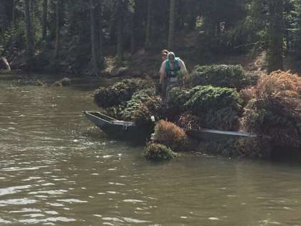 christmas tree habitat claifornia.jpg