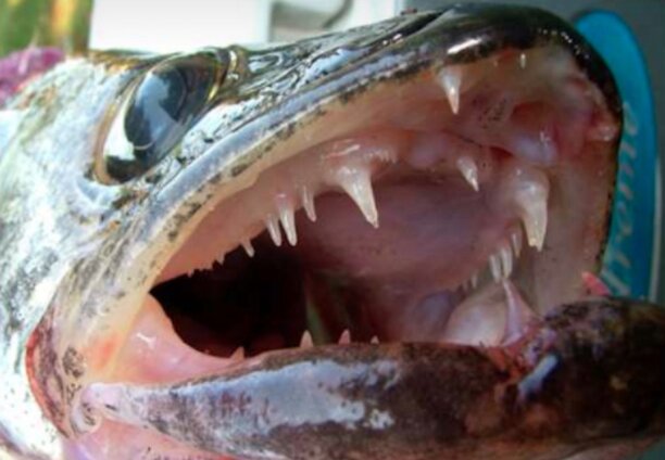 Idaho study on walleye diet, growth and impacts to other fish species.jpg