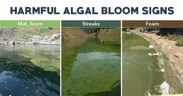 algae on the waters.jpg