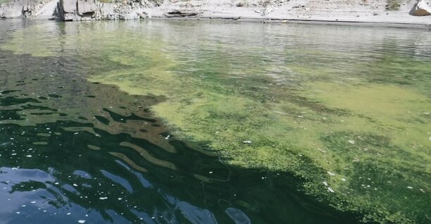 caution algal bloom advisory.jpg