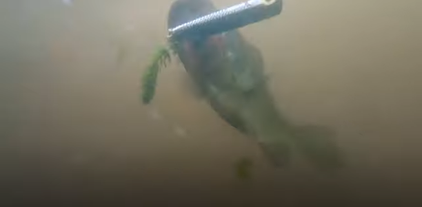 13 fishing bass largemouth video.png