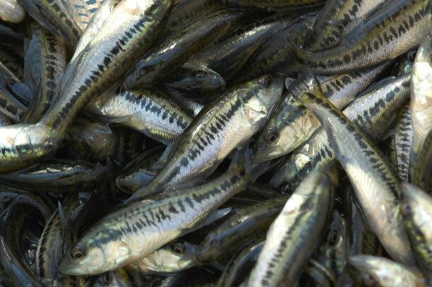 Hundreds of Thousands of Big Bass Offspring in 2021.jpg