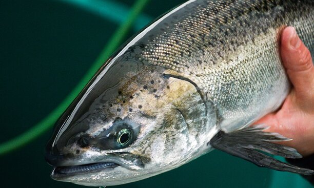 Offset Drought Impacts To Feather River.jpg