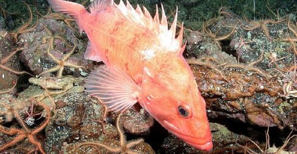 barotrauma research catch and release.jpg