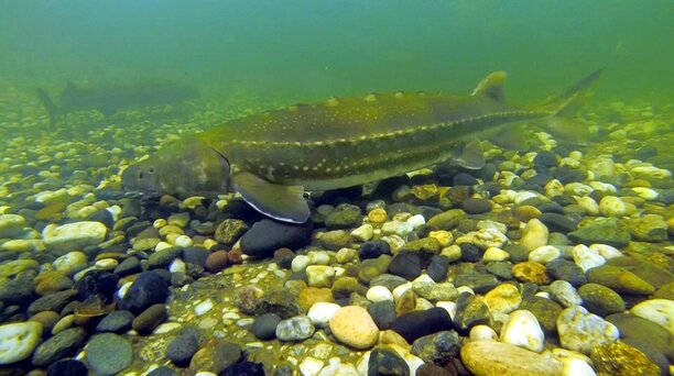 Sturgeon fishing info.jpg