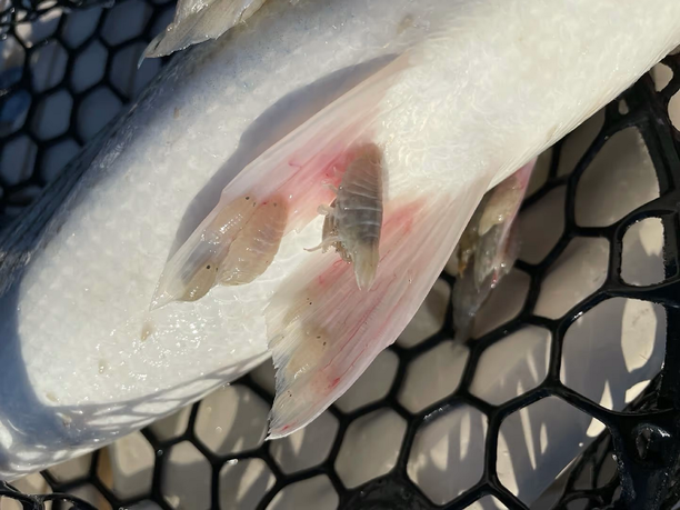 UNKNOWN PARASITE LATCHING ONTO STRIPERS, OTHER FISH.png