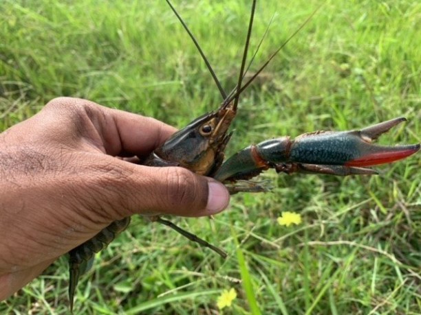 First known introduction of invasive Australian Redclaw Crayfish.jpg