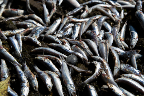 fishkill.png