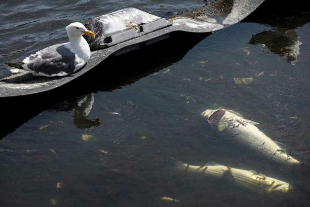 Bay’s huge algae bloom is over. But experts are worried about more mass fish kills in the future.jpg