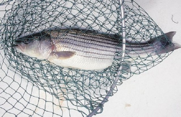 striped bass.jpg