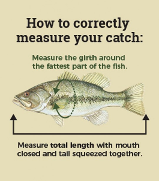 LargemouthBass_Measure_graphic.jpg