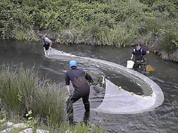 330px-Seining_for_wild_fish.jpg