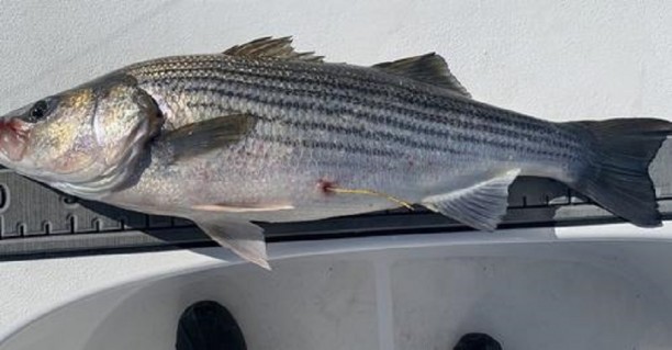 Delta striped bass study.jpg