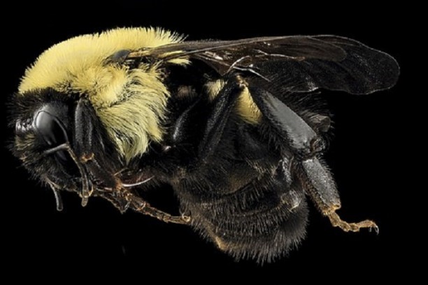 Bombus_griseocollis,_Queen,_side,_DC_2014-04-24-16.37.51_ZS_PMax_(14163834356).jpg