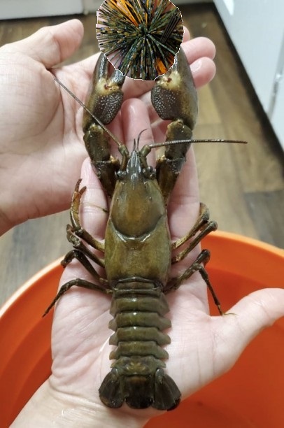 signalcrayfish1.jpg