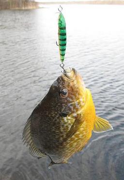 suspending Rapala sunfish.jpg