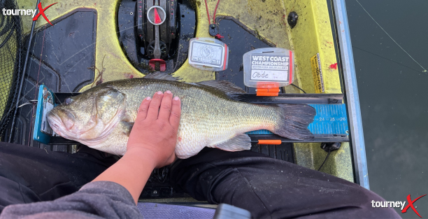 wcc big fish.png