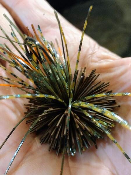 1/2 oz Viper head cLioncollar Bro/Grn pumpkin red grn flk/ brut orange