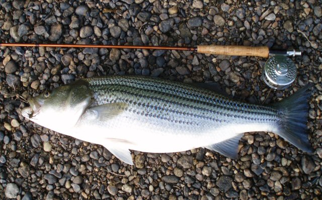 Striper 101 - The Right Lure For The Job