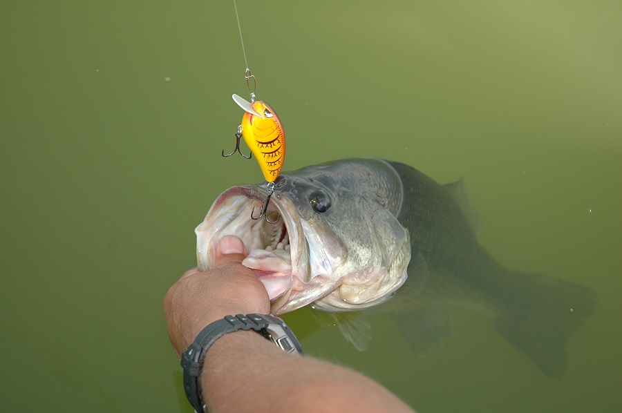 Craw Imitators to Catch Bass