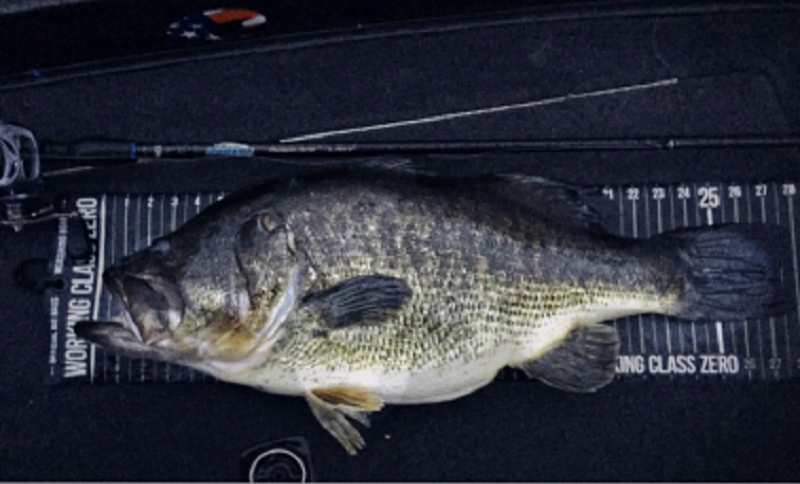 14-Pound Largemouth Bass Caught in