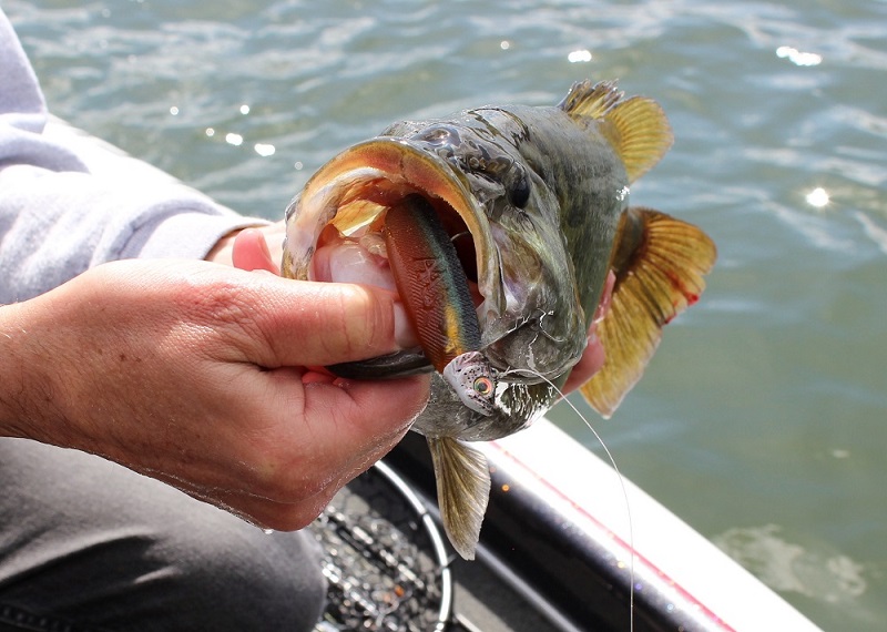 Swimbaits for Spring Smallmouth