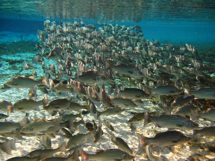 Underwater Look at Stocked Stripers, FWC