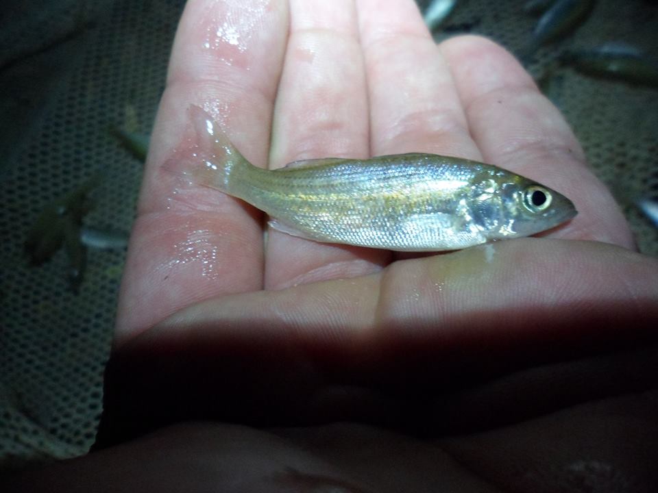 Striped Bass Spawn Update