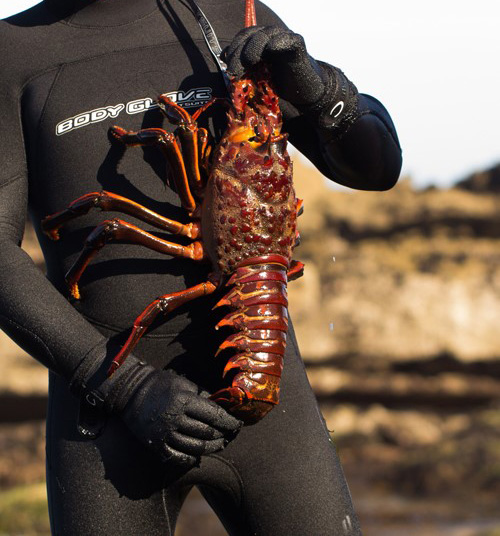 20222023 recreational spiny lobster season