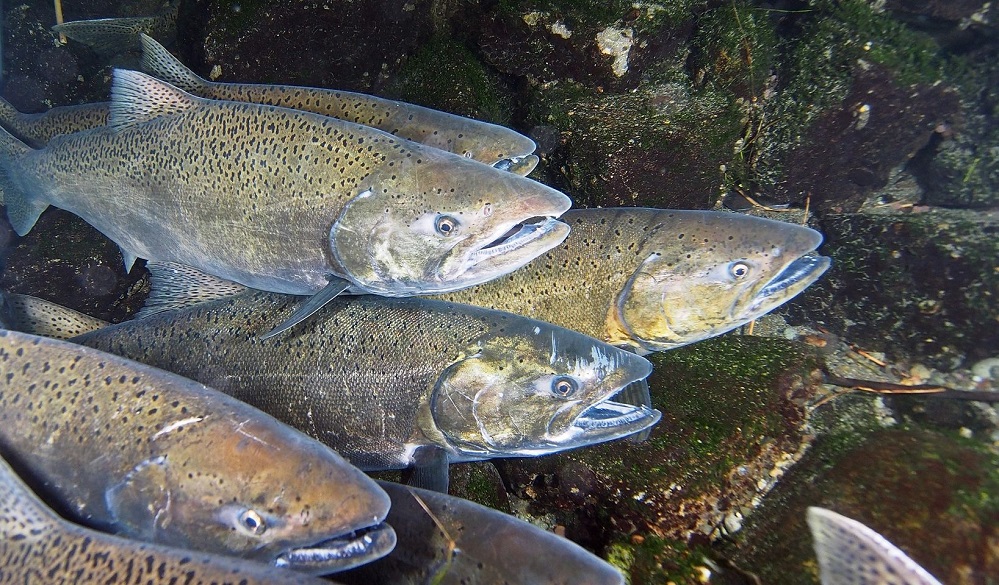 600,000 spring Chinook salmon