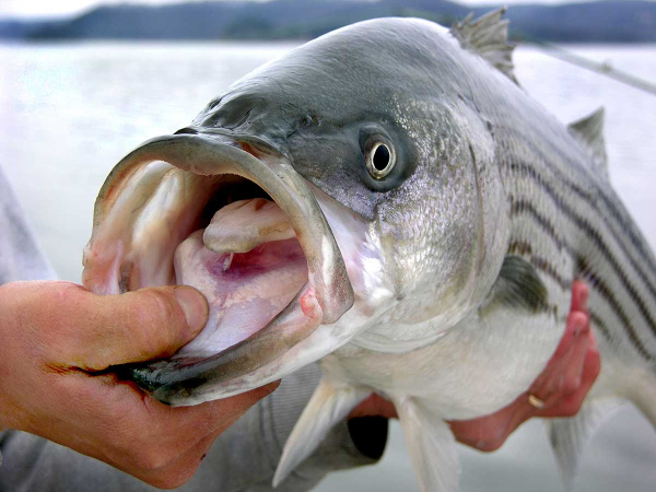 A Spawning and Stocking Program for Striped Bass