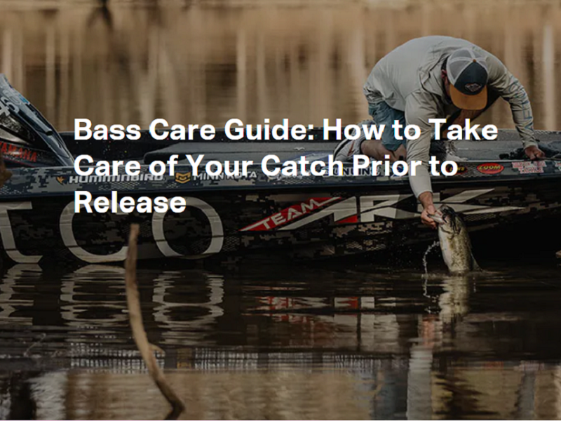 Bass Care 101