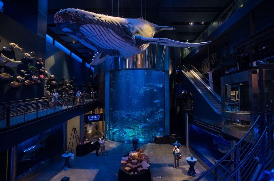 Where Is Wonders Of Wildlife National Museum And Aquarium Aquarium Views