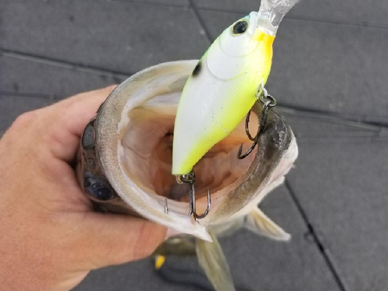 Crankbaits Westernbass Com