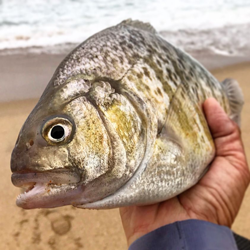 Can you identify this saltwater fish species?