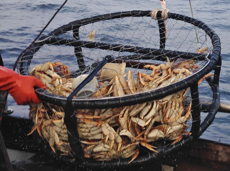 Dungeness Crab Fishery Update Nov 2021