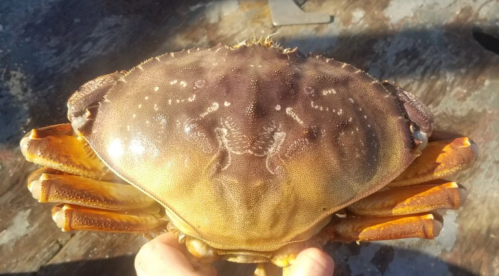 California Dungeness Crab Season 2024 Results Alta Gilberta