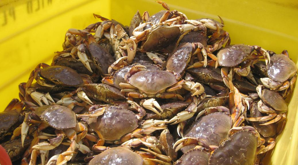 Recreational Dungeness Crab Fisheries Open South of Point 